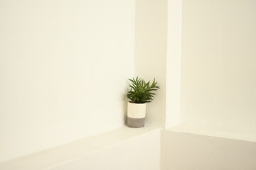 Fototapeta na wymiar plant in a vase put on white wall background