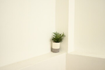 plant in a vase put on white wall background