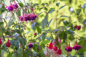 Fuchsia, pink, white and purple fuchsia flowers in the garden on a sunny day