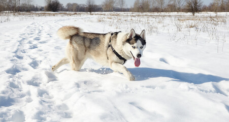 Husky dog running in the snow