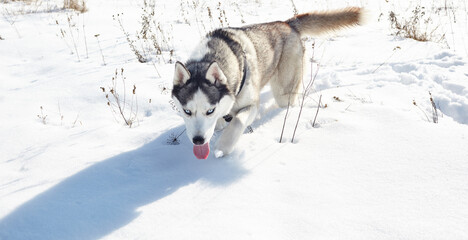 Husky dog running in the snow