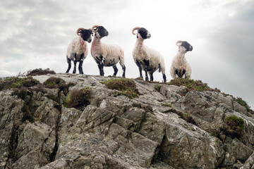 Small flock of cute sheep after shearing on top of a hill, cloudy sky background. West coast of...