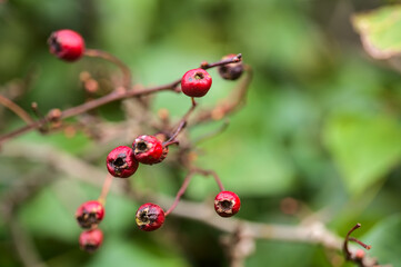 Beautiful closeup view of dry Crataegus spp. (Hawthorn) berries with green leaves in spring, Dublin, Ireland