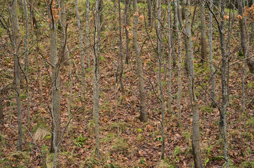 Beautiful uniform view of autumnal deciduous narrow trunk tree woods with brown leaves foliage in Co. Dublin, Ireland