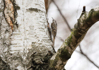 Eurasian treecreeper or common treecreeper (Certhia familiaris) on the bark of a tree.