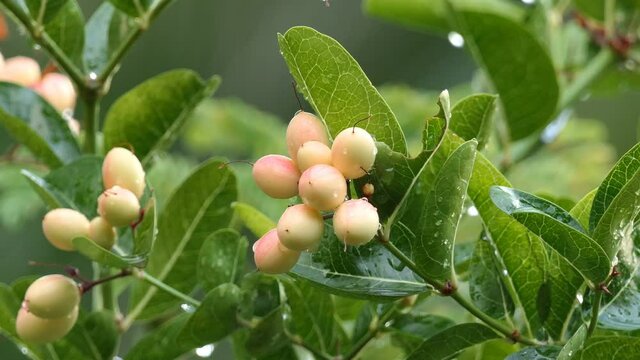 Carunda or Karonda Fruit on tree for good health