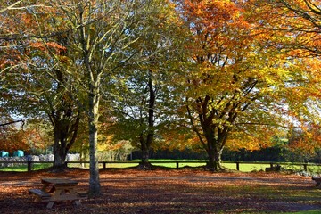 Autumn trees