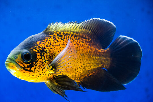 Tiger Oscar fish closeup. fish in aquarium.