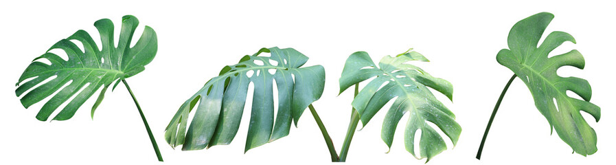 Real monstera leaves on white background plant with clipping path. © Rungsan