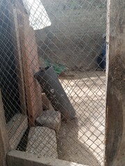 construction worker in site