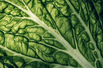 napa cabbage texture . macro shot - Powered by Adobe