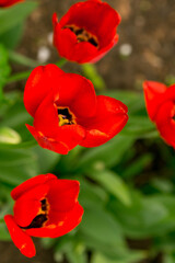 Red garden tulips. Variety: Oxford