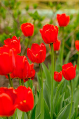 Red garden tulips. Variety: Oxford