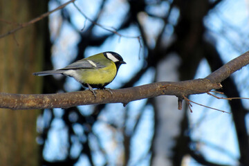 Tit sitting on a branch in the park. Concept for cold weather, titmouse as a symbol of spring