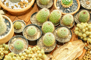 Cactus grown in pots. It is a plant that is in the desert.