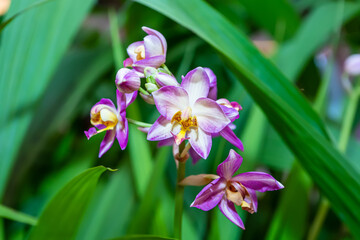 Orchid has several species, bright colors and beautiful.