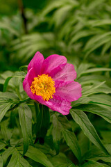 Flower of wild peony (paeonia anomala) on the green branch