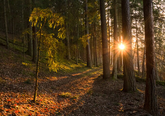 Wooded forest trees backlit by golden sunlight before sunset with sun rays pouring through trees on forest floor illuminating tree branches