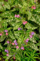 Pulmonaria saccharata in the spring garden