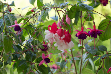 Fuchsia, pink, white and purple fuchsia flowers in the garden on a sunny day