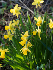(Narcissus cyclamineus) Narcisses nains jaune ou jonquilles naines botanique à fleurs jaune or