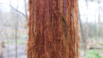 Section of trunk of young dark heavily textured redwood tree in forest