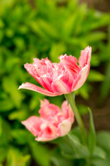 Tulip 