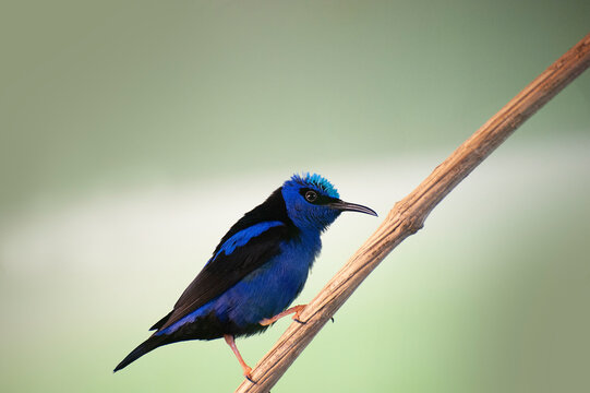 Wunderschöner blauer Vogel sitzt auf einem Ast