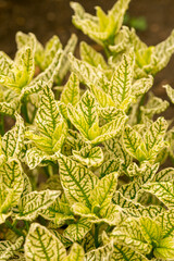 White leaves with green streaks. Heliopsis Loraine Sunshine 