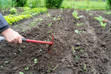 girl pulls weeds out of the ground, the concept of a good harvest