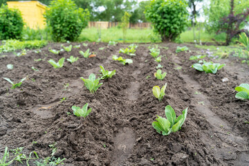 young crop of greenery on the garden plot, the concept of clean products