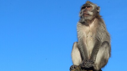 Contemplative Monkey