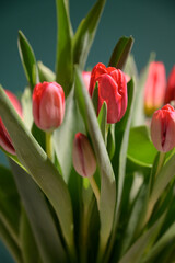 Naklejka premium Red tulips on green background