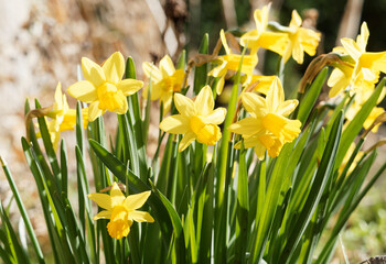 Narcissus cyclamineus des jardins | Narcisses nains ou jonquilles botaniques à tépales et couronne jaune vif sur tige courte et feuilles écailleuses vert moyen