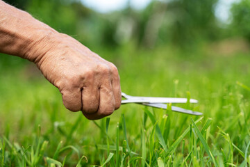 a man's hand mows the lawn with scissors, the concept of cutting and mowing the lawn