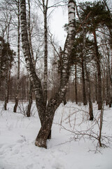 Birch dance