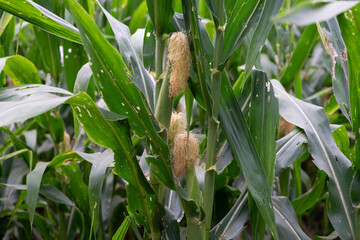 Corn leaf damaged by fall armyworm Spodoptera frugiperda.Corn leaves attacked by worms in maize...