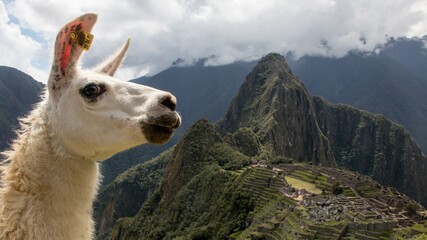 Llama at Machu Pichu © RobertP