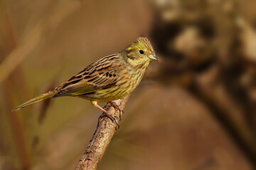 Yellowhammer sitting on the branch with blurred background. Emberiza citrinella. Song bird in the nature habitat.