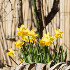 Narcissus cyclamineus des jardins | Narcisses nains ou jonquilles botaniques à tépales et couronne jaune vif sur tige courte et feuilles écailleuses vert moyen