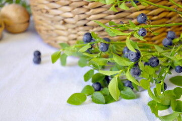 Still life of a basket, walnuts and branches of blueberries