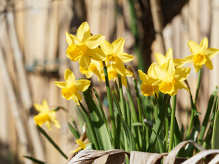(Narcissus cyclamineus) Petites mini-jonquilles ou narcisses nains à tiges courtes et fleurs jaune...