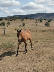 horse on ranch Gunalda, January 4th 2020, Queensland Australia