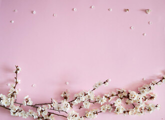 Flower arrangement. A border of spring branches of a blooming apricot with white petals on a pastel pink background. Top view. Free space.