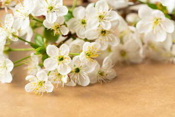 Naklejka na ściany i meble Branch with White Cherry Flowers