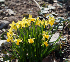 Plant de nains trompettes ou mini-narcisses (Narcissus cyclamineus)