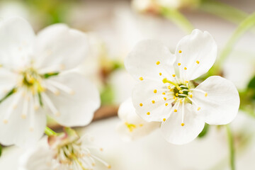 White Cherry Flowers Background
