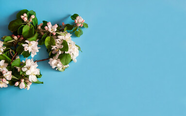 Flower arrangement. Spring branch of a blooming apple tree with green leaves, white-pink buds and flowers on a blue background. Free space.