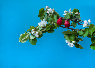 Flower arrangement. Two cute decorative red birds sit on the spring branches of a blooming apple tree with green leaves and pink and white flowers on a blue background. Side view.
