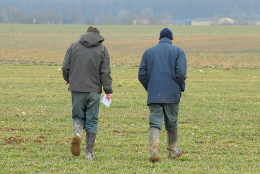 Agriculteur et technicien de la Chambre d'agriculture en train de constater les d&eacute;gats du gel sur un champ de bl&eacute;